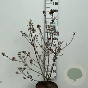 Viburnum burkw. 'Anne Russell' 60-80 cm 10L