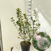 Viburnum carlcephalum 100-125 cm 15L