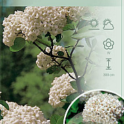 Viburnum carlcephalum 80-100 cm 15L