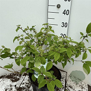 Viburnum plic. 'Mariesii' 50-60 cm 7,5L