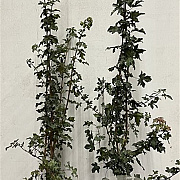 Acer campestre 150-175 cm 7,5L Gestokt