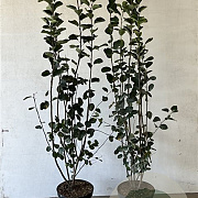 Amelanchier spicata 100-125 cm 7,5L
