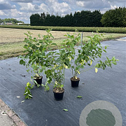 Cornus alba 'Sibirica' 100-125 cm 7,5L