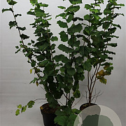 Corylus avellana 125-150 cm 7,5L