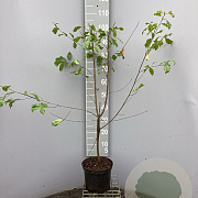 Frangula alnus 80-100 cm 5,0L