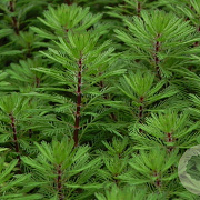 Myriophyllum rubricaule GM 2,0L
