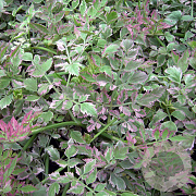 Oenanthe fistulosa 'Flamingo' GM 2,0L