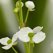Sagittaria graminea GM 2,0L