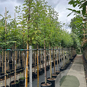 Sorbus aucuparia 12-14 HO container