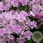 Hydrangea macrophylla 'You & Me Forever' 40-50 cm 10L
