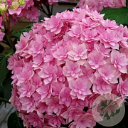 Hydrangea m. Expression 40-50 cm 10L