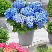 Hydrangea m. 'Little Blue' 40-50 cm 10L
