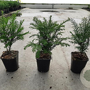 Taxus baccata 25-30 cm C1
