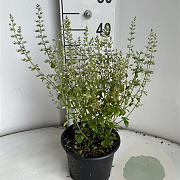 Calamintha nepeta GM 2,0L