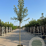 Malus d. 'Elstar' 10-12 HO container
