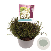 Arenaria montana GM 2,0L