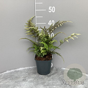 Athyrium niponicum 'Red Beauty' GM 2,0L