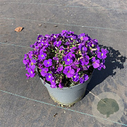 Aubrieta gracilis GM 2,0L