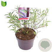 Buddleja d. 'Nanho Blue' 15-20 cm 3,0L