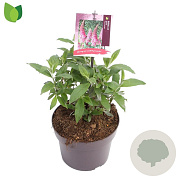 Buddleja d. 'Pink Delight' 15-20 cm 3,0L