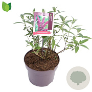 Buddleja d. 'Royal Red' 15-20 cm 3,0L