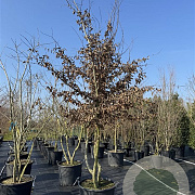 Carpinus betulus 400-425 cm cont. 130L meerstammig