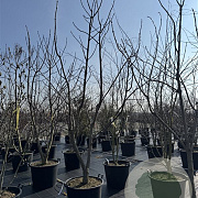 Catalpa bignonioides 325-350 cm cont. 130L meerstammig
