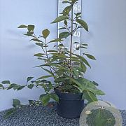 Callicarpa bod. 'Profusion' 60-80 cm 5,0L