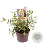 Caryopteris cland. 'Heavenly Blue' 15-20 cm 3,0L