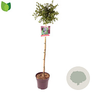 Ceanothus griseus 'Yankee Point' 90 cm stam 10L