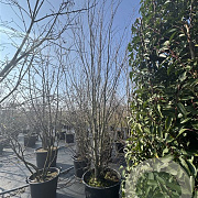 Cercidiphyllum japonicum 350-400 cm cont. 110L meerstammig