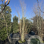 Cercidiphyllum japonicum 350-400 cm cont. 90L meerstammig