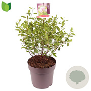 Ceanothus pallidus 'Marie Simon' 40 cm 10L