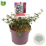 Ceanothus thyrsiflorus repens 20-25 cm 5,0L