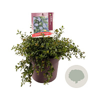 Ceanothus thyrsiflorus repens 25-30 cm 10L