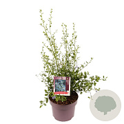 Ceanothus thyr. 'Skylark' 30-35 cm 5,0L