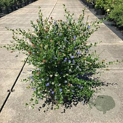 Ceanothus thyr. 'Skylark' 90 cm stam 10L