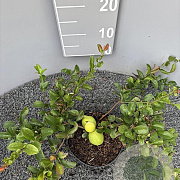 Chaenomeles sup. 'Red Trail' 40-50 cm 2,0L