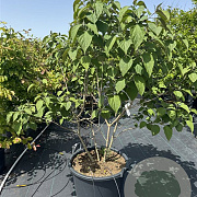 Clerodendrum trichotomum 125-150 cm cont. 80L