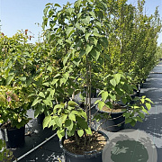 Clerodendrum trichotomum 150-175 cm cont. 80L