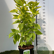 Cornus alba 'Gouchaultii' 40-60 cm 3,0L