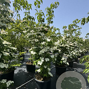 Cornus Aurora 175-200 cm cont. 80L