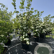 Cornus Aurora 200-250 cm cont. 80L