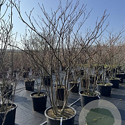 Cornus controversa 175-200 cm cont. 80L meerstammig