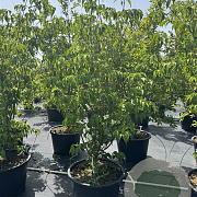 Cornus k. 'Milky Way' 150-175 cm 50L
