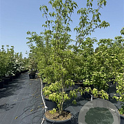 Cornus k. 'Weisse Fontaine' 200-250 cm cont. 80L