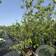 Cornus Ruth Ellen 200-250 cm cont. 80L meerstammig