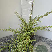 Cotoneaster suec. 'Coral Beauty' 40-50 cm 2,0L