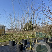 Crataegus media 'Paul's Scarlet' 350-375 cm cont. 130L
