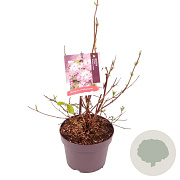 Deutzia hybrida 'Strawberry Fields' 50-60 cm 30L